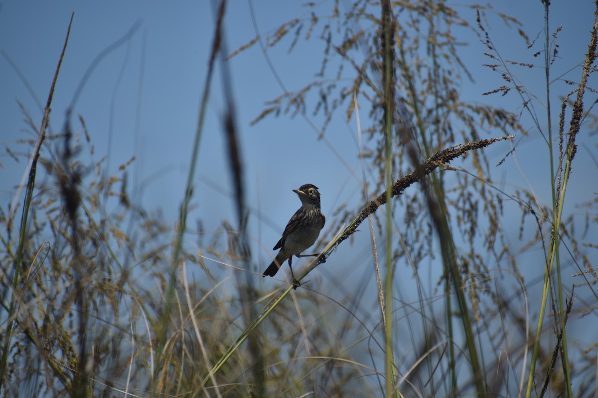 Spectacled Tyrant - ML646577153