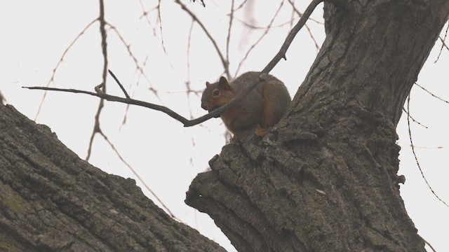 Eastern Fox Squirrel - ML646577157