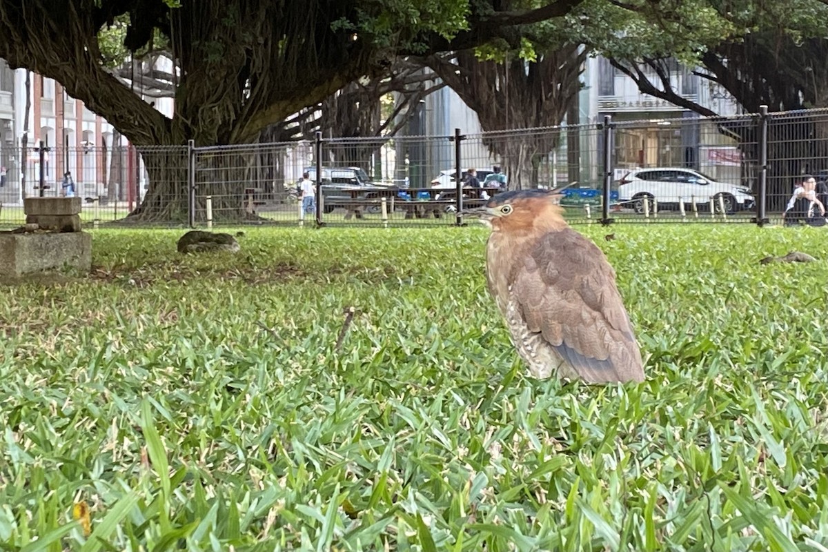 Malay Gece Balıkçılı - ML646577160