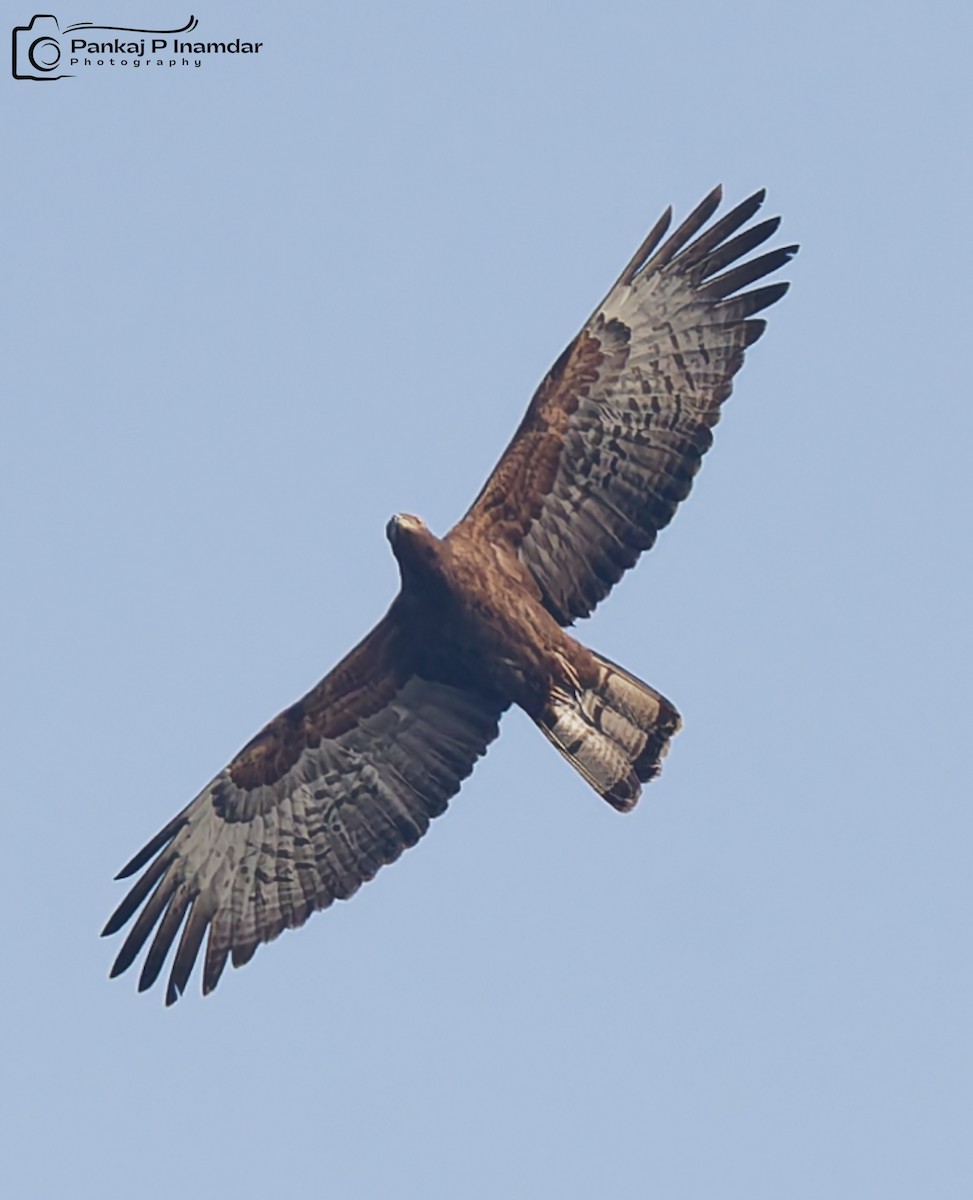 Oriental Honey-buzzard - ML646577161