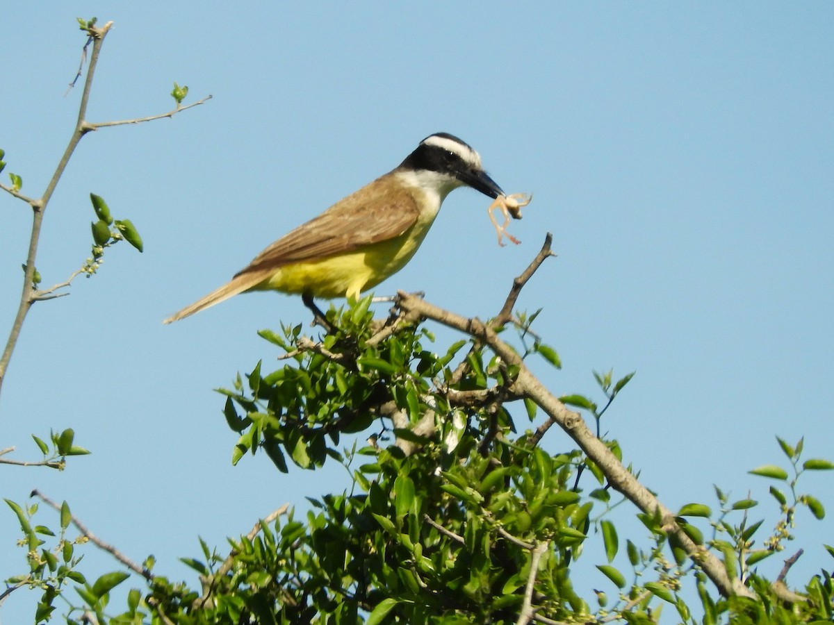 Great Kiskadee - ML646577163
