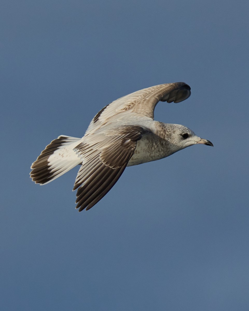 Common Gull - ML646577164