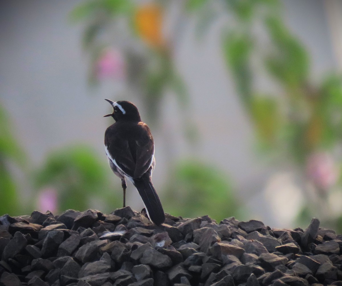 skjæreerle - ML646577165