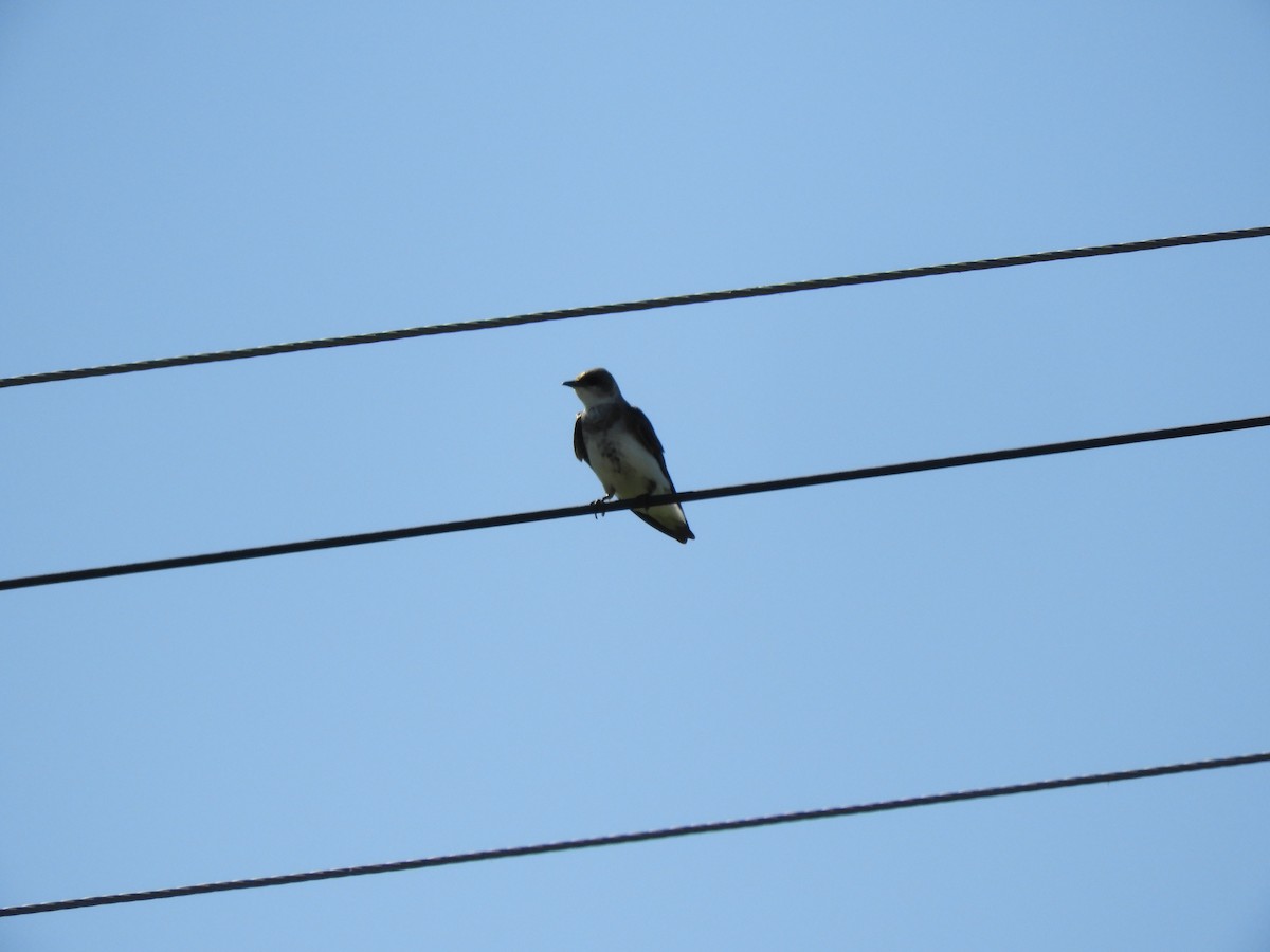 Brown-chested Martin - ML646577173