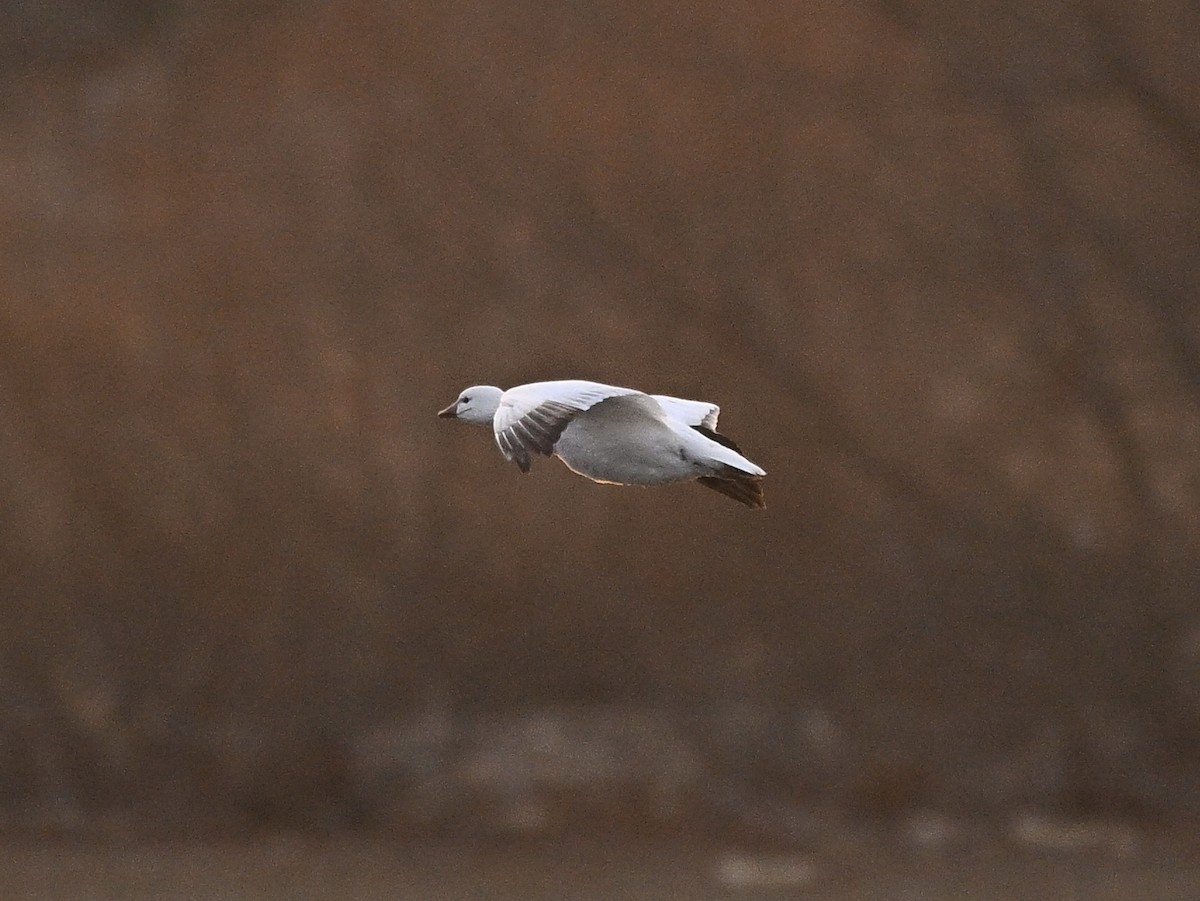 husa bělostná - ML646577178