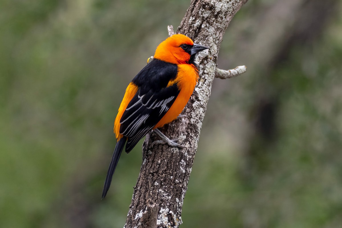 eldoradotrupial - ML646577179