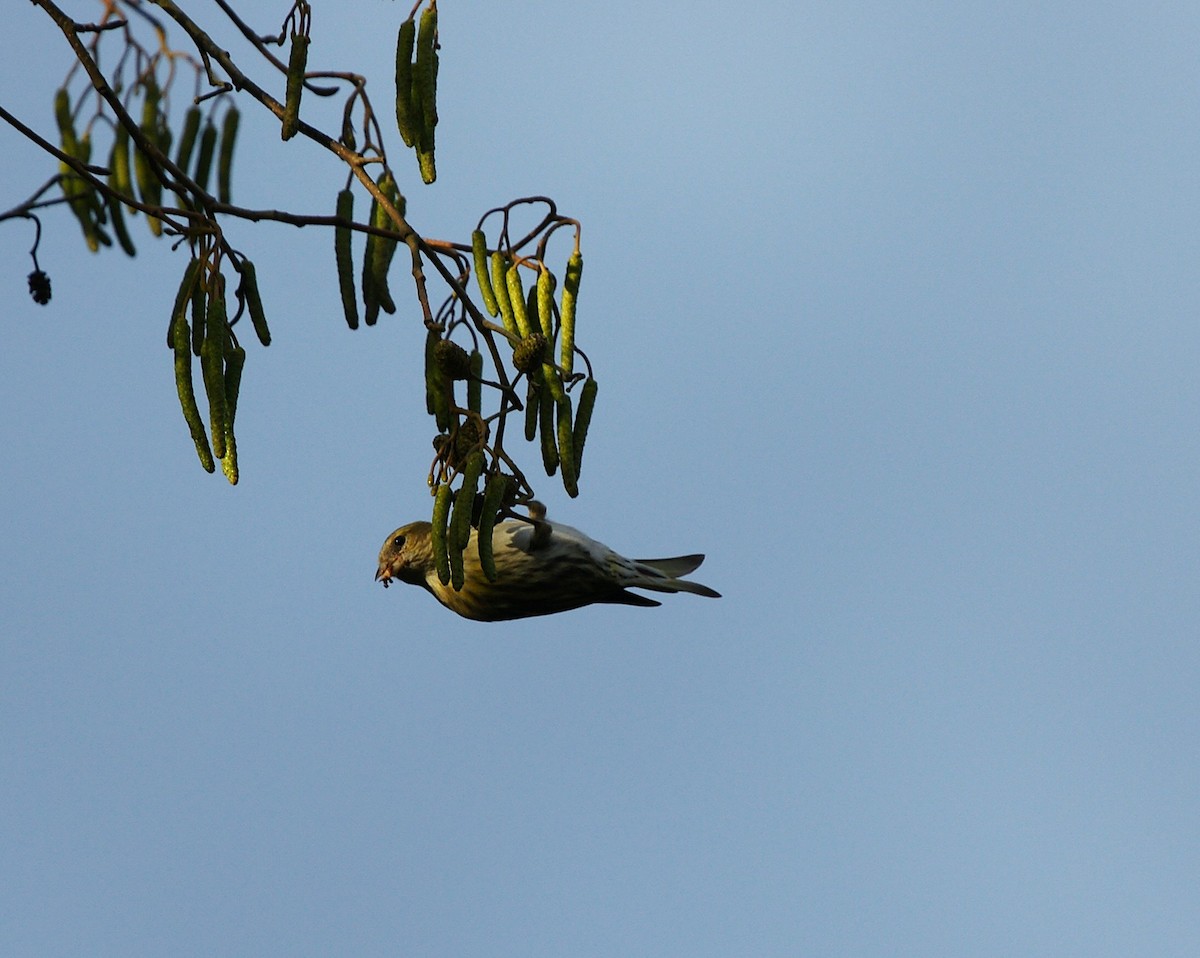 Eurasian Siskin - ML646577182