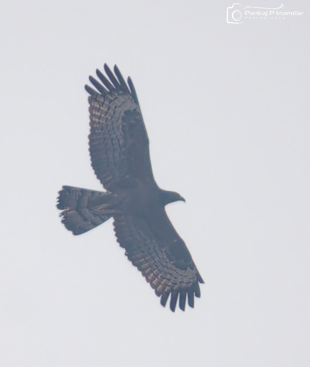 Oriental Honey-buzzard - ML646577183