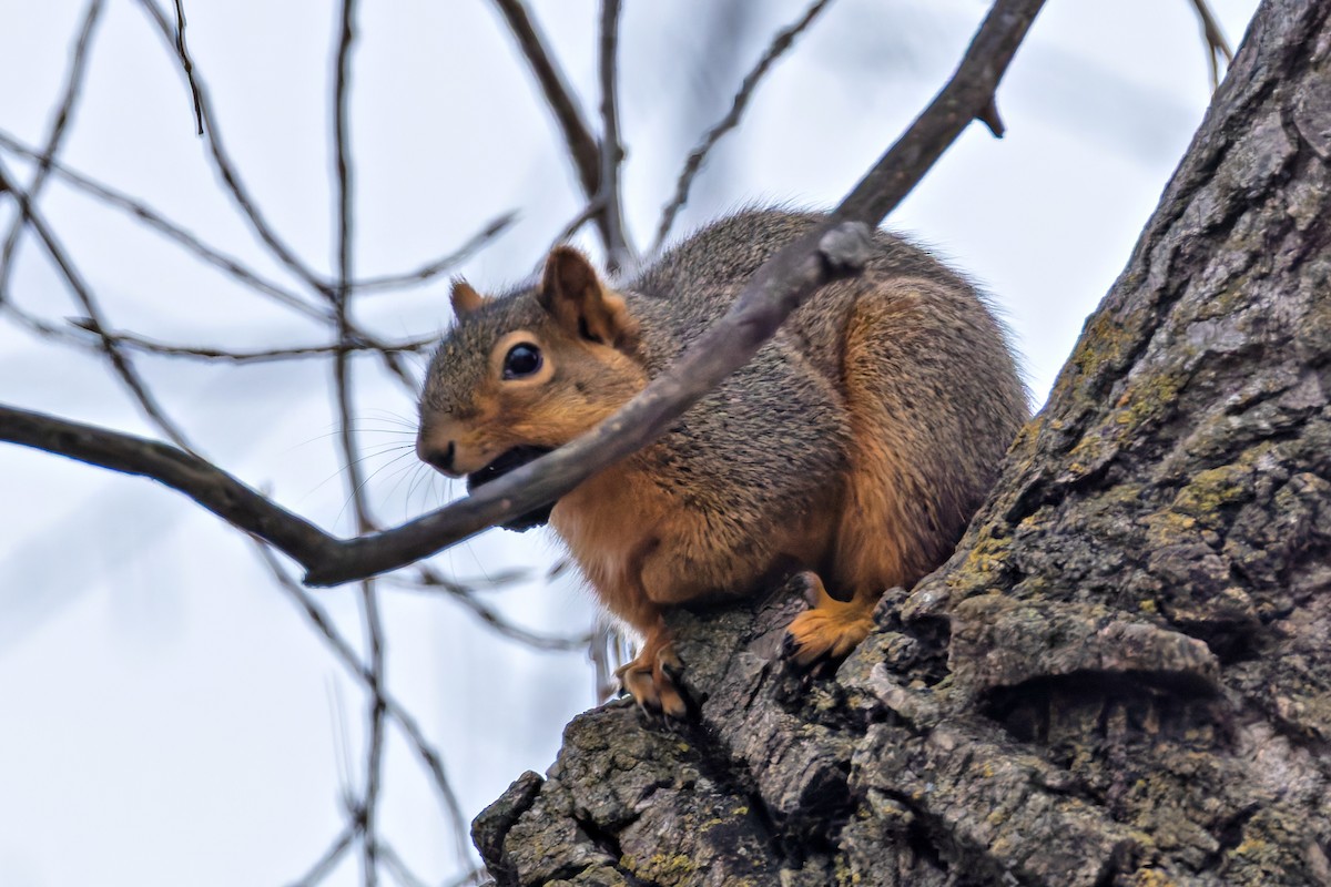 Mammals - ML646577192