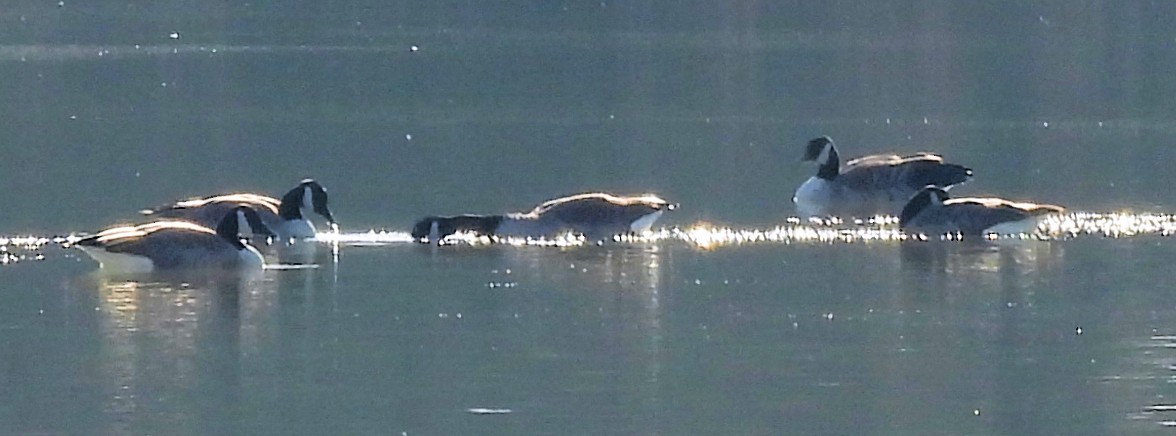 ברנטה קנדית - ML646577194