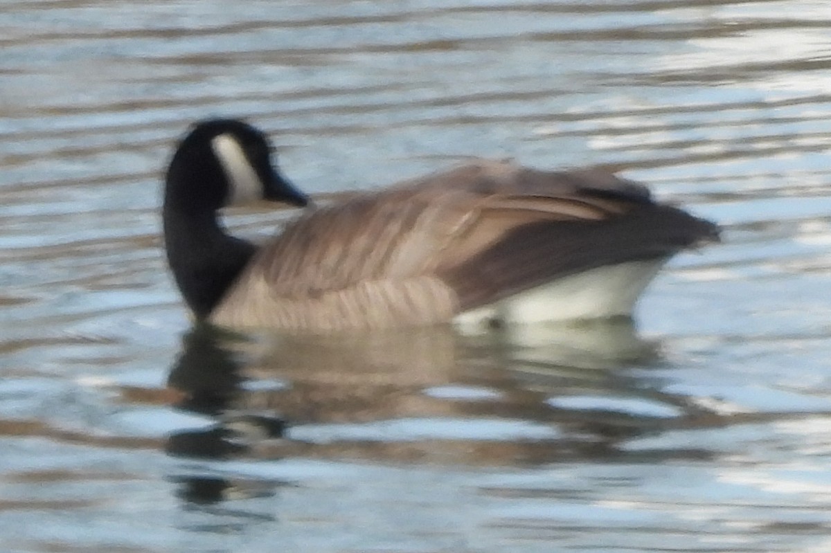 ברנטה קנדית - ML646577195