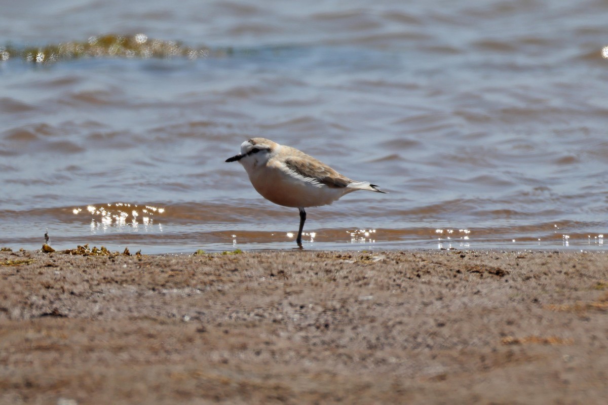 Белолобый зуёк - ML646577197