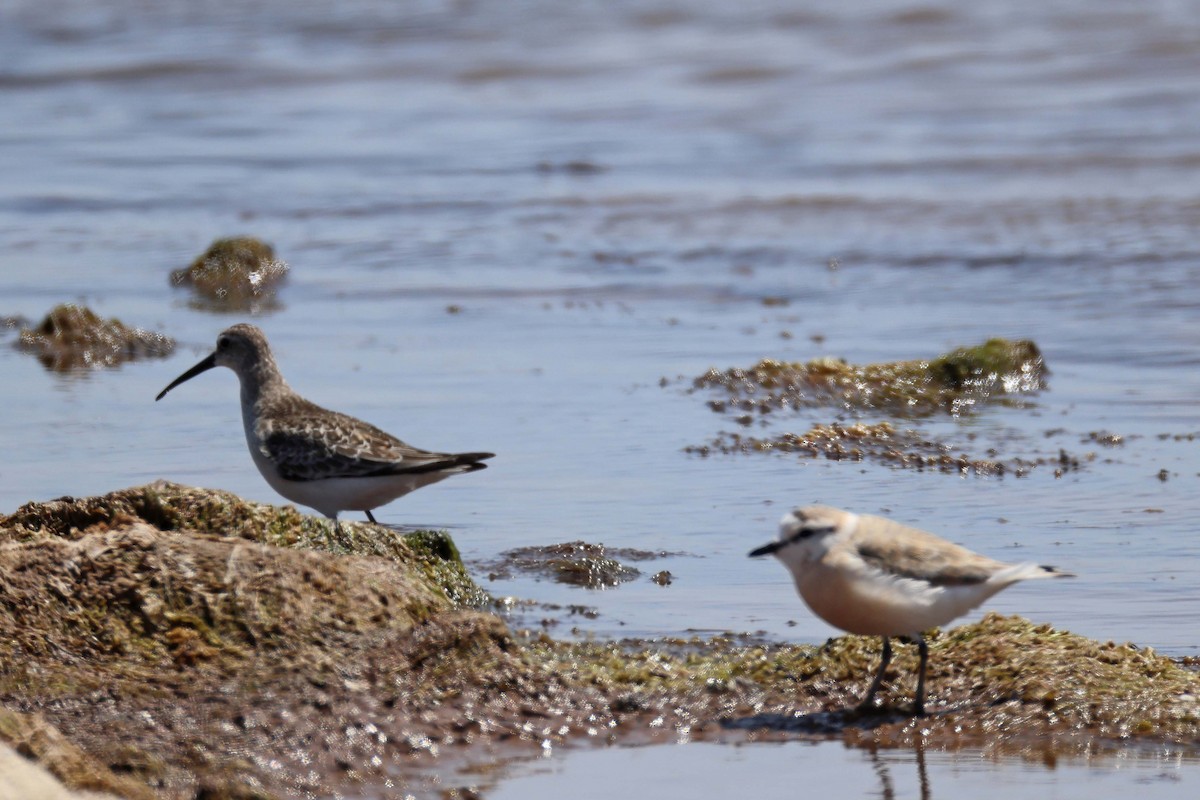 Белолобый зуёк - ML646577198