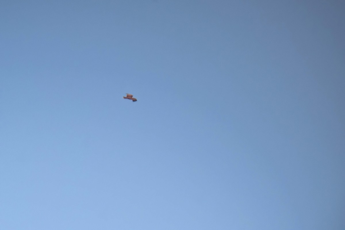 Браминский коршун - ML646577207