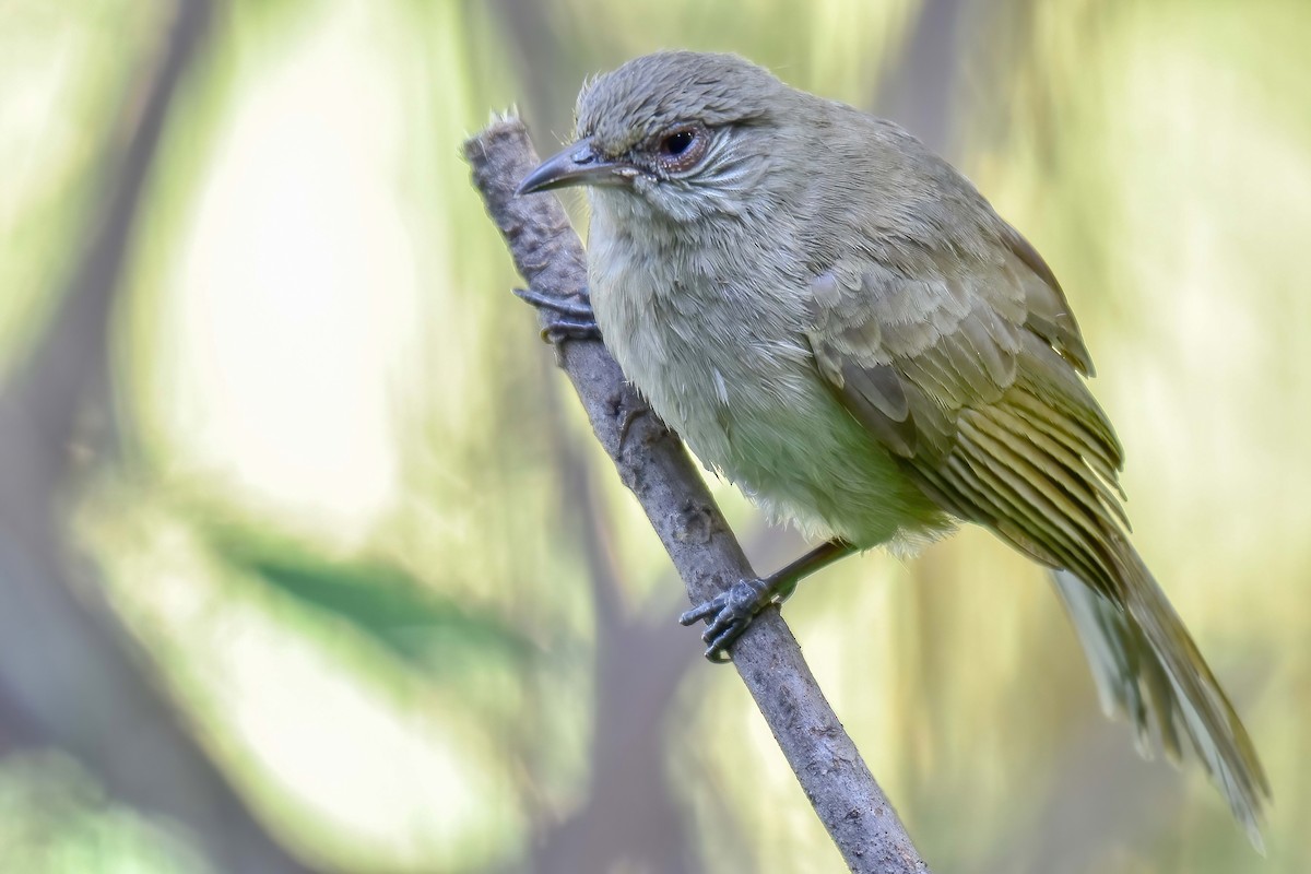 Пестрощёкий бюльбюль - ML646577210