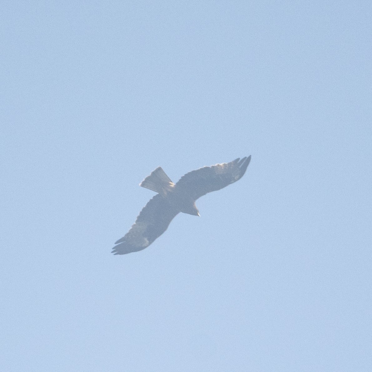 Booted Eagle - ML646577213