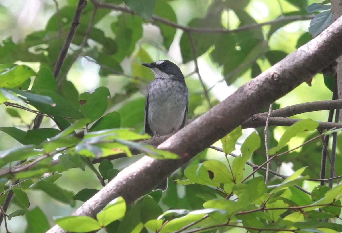 White-browed Forest-Flycatcher - ML646577215