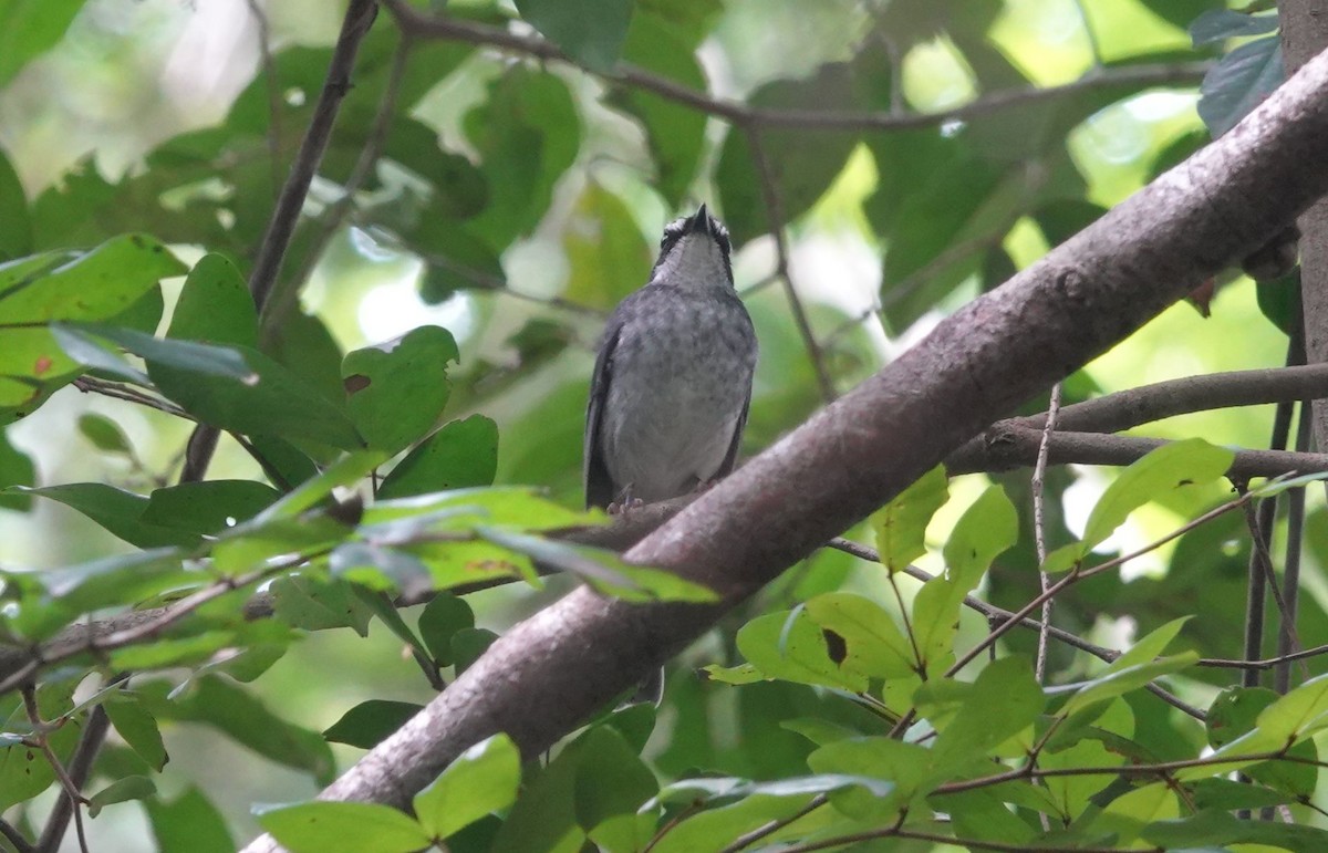 White-browed Forest-Flycatcher - ML646577216