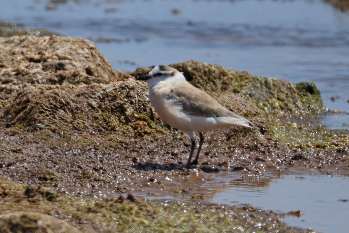 Белолобый зуёк - ML646577218