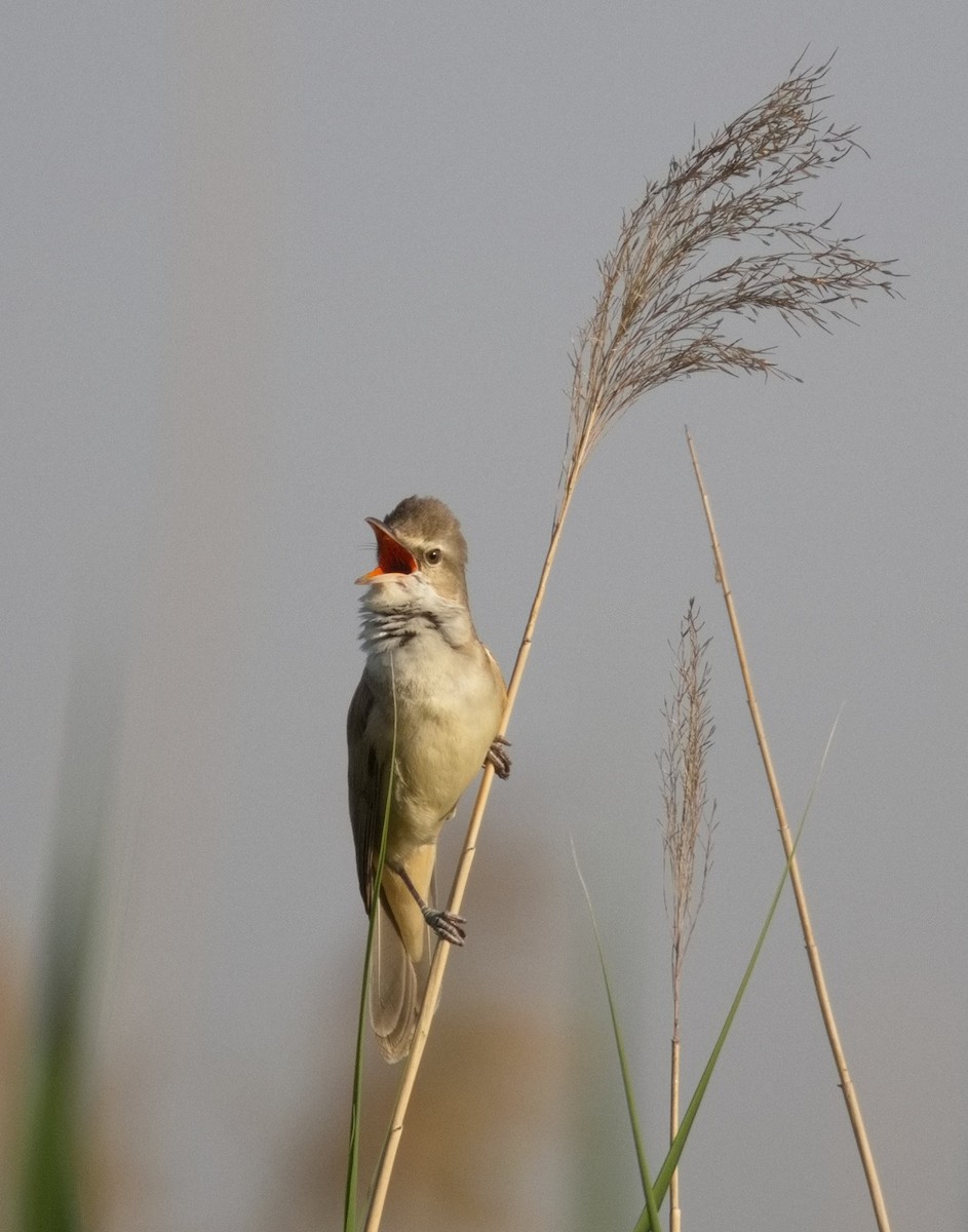 rákosník velký - ML646577219