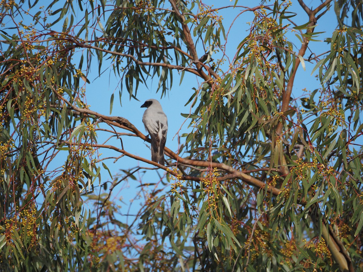 Black-faced Cuckooshrike - ML646577223