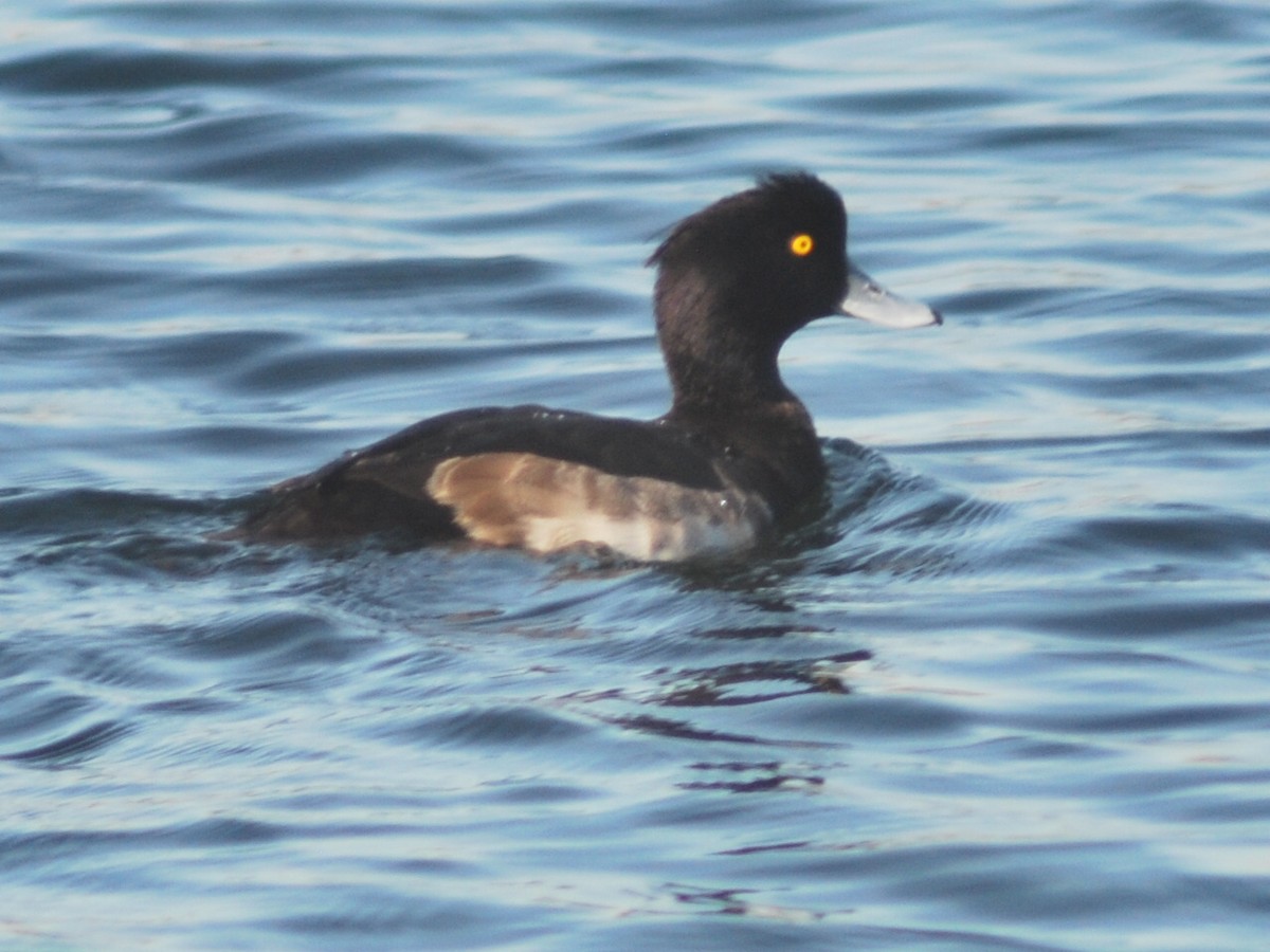 Tufted Duck - ML646577224