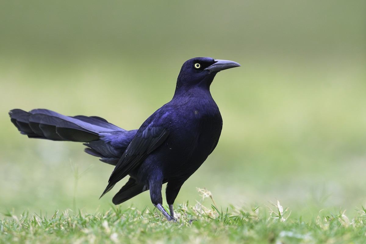 Great-tailed Grackle - ML646577231