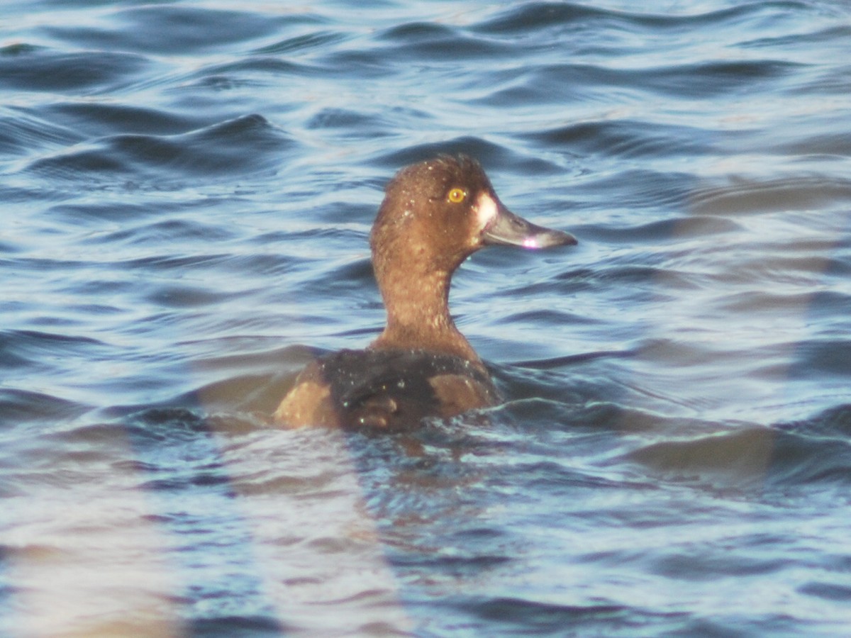 Tufted Duck - ML646577233