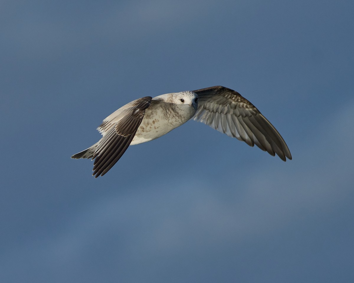 Common Gull - ML646577235