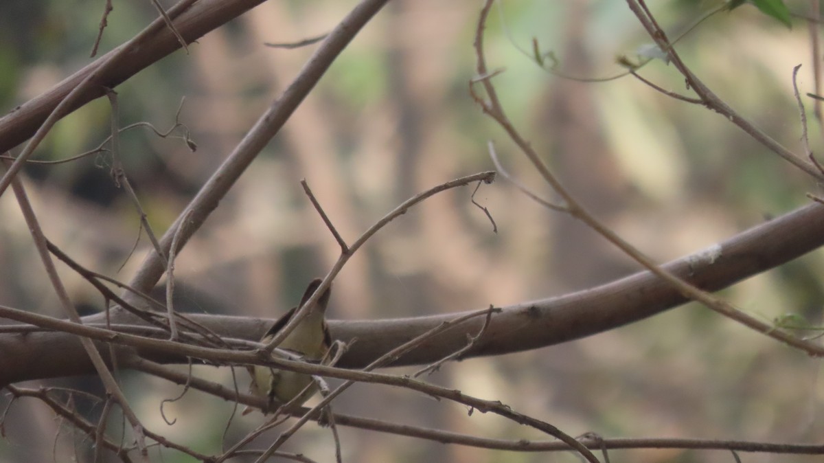 Южная дроздовидная камышевка - ML646577237