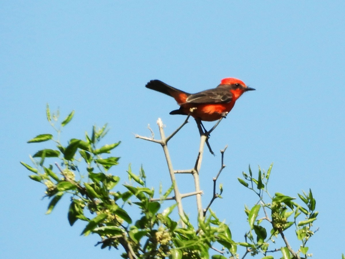 Красный мухолов - ML646577241