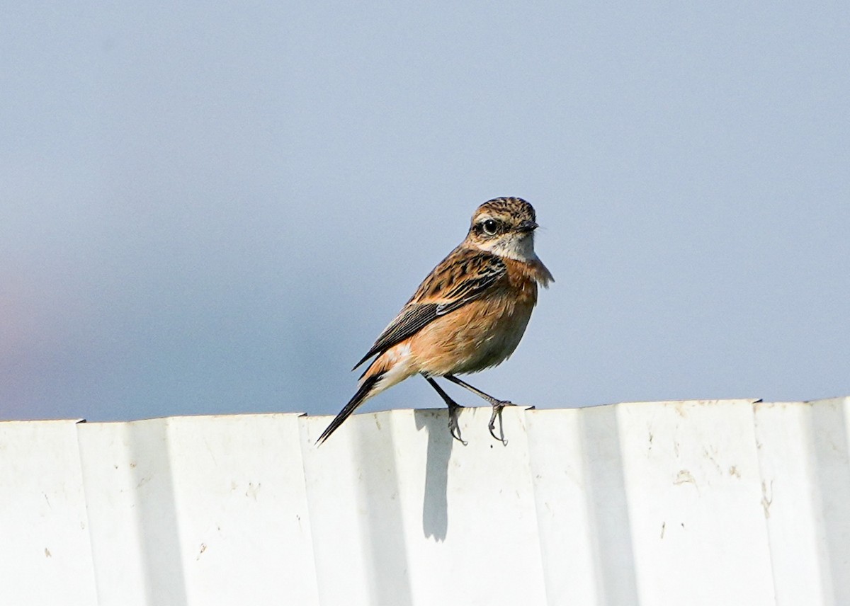 Восточный черноголовый чекан - ML646577242