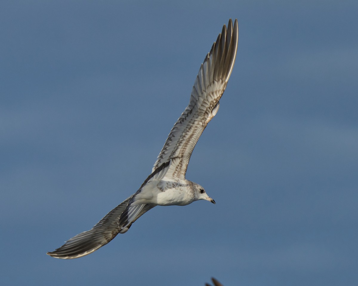 Common Gull - ML646577244