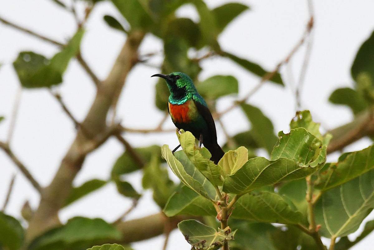 Красивая нектарница - ML646577247