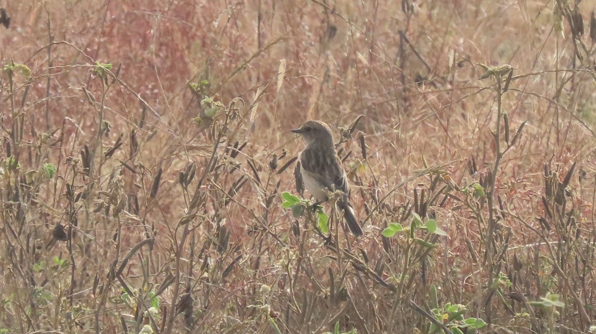 Сибирский черноголовый чекан - ML646577248