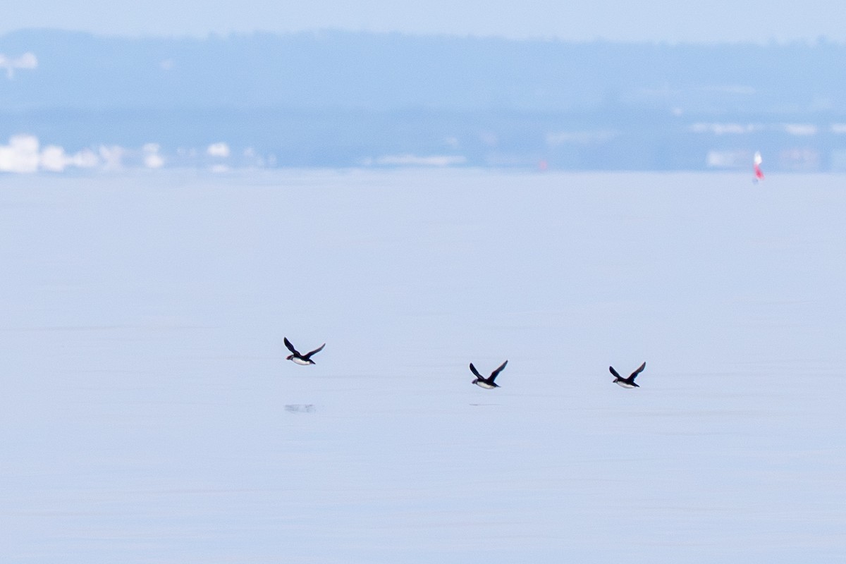 papuchalk severní - ML646577250