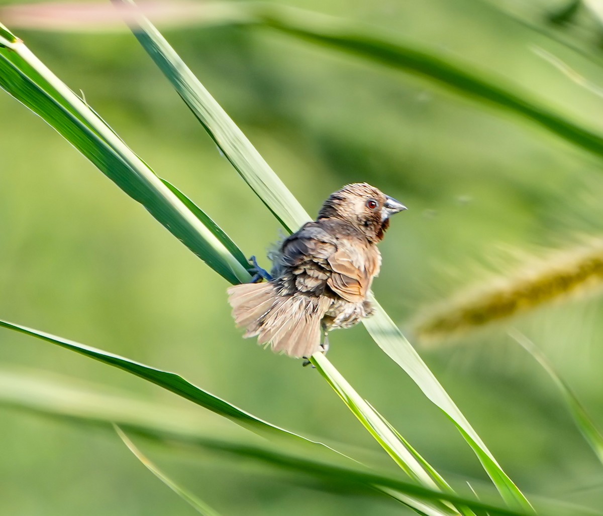 Чешуйчатая муния - ML646577251