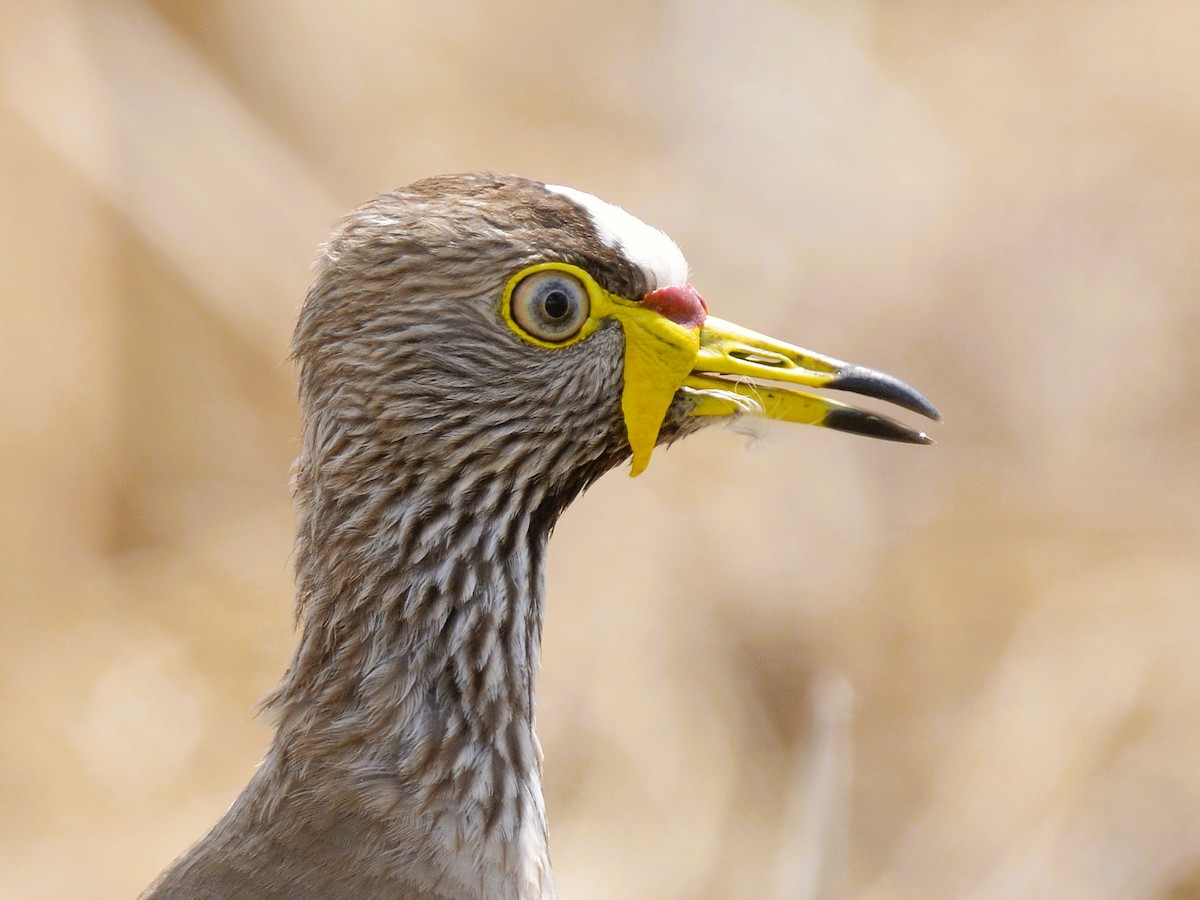 Сенегальский чибис - ML646577253