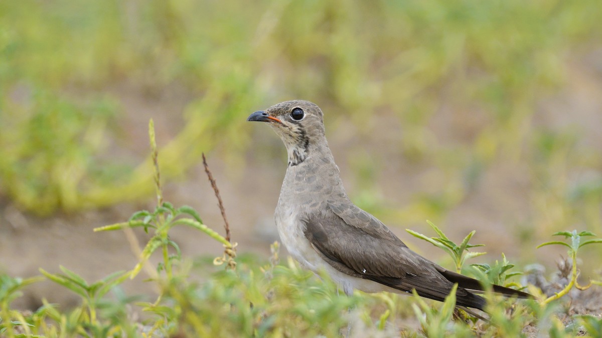 Луговая тиркушка - ML646577254