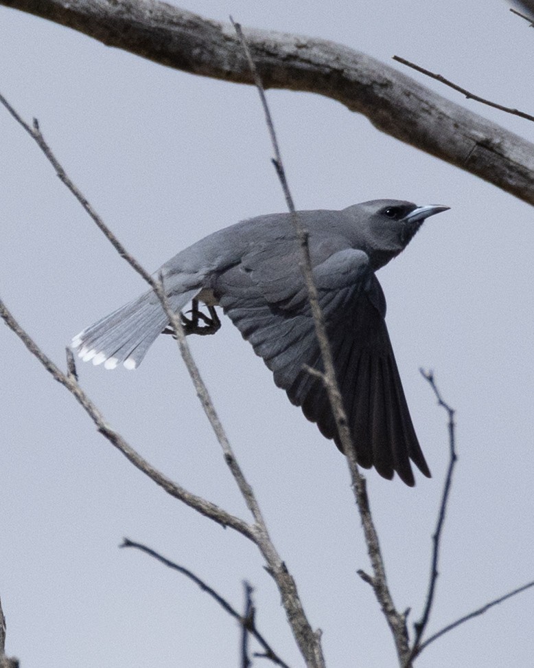 Чернолицый артам - ML646577255