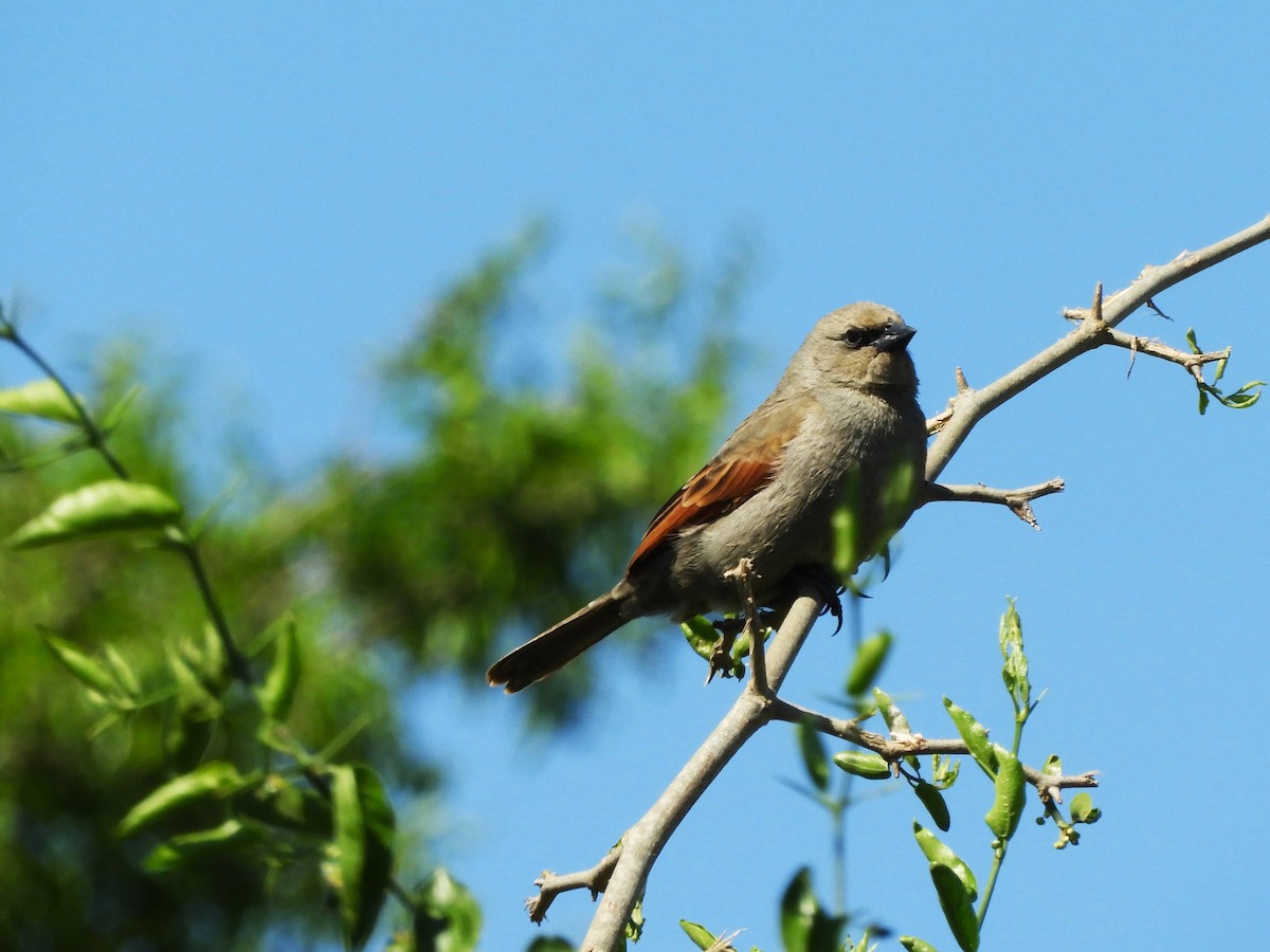 Бурокрылый курен - ML646577257