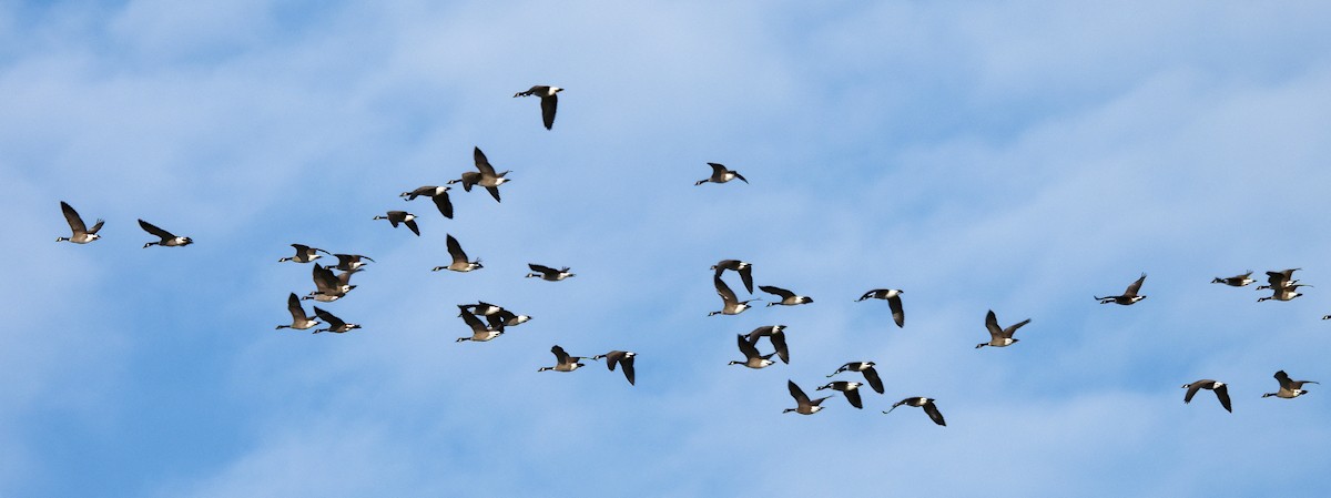 Канадская казарка - ML646577258