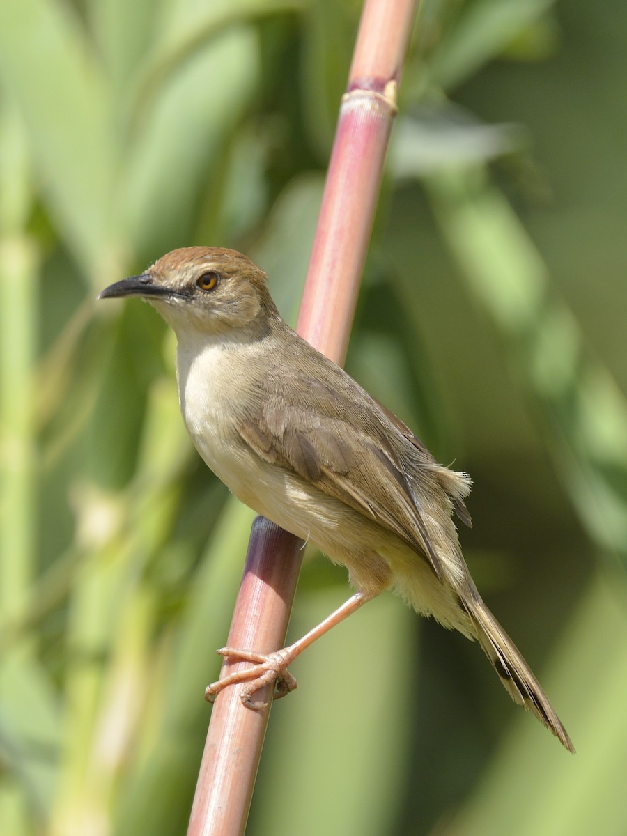 Kilombero Cisticola - ML646577260