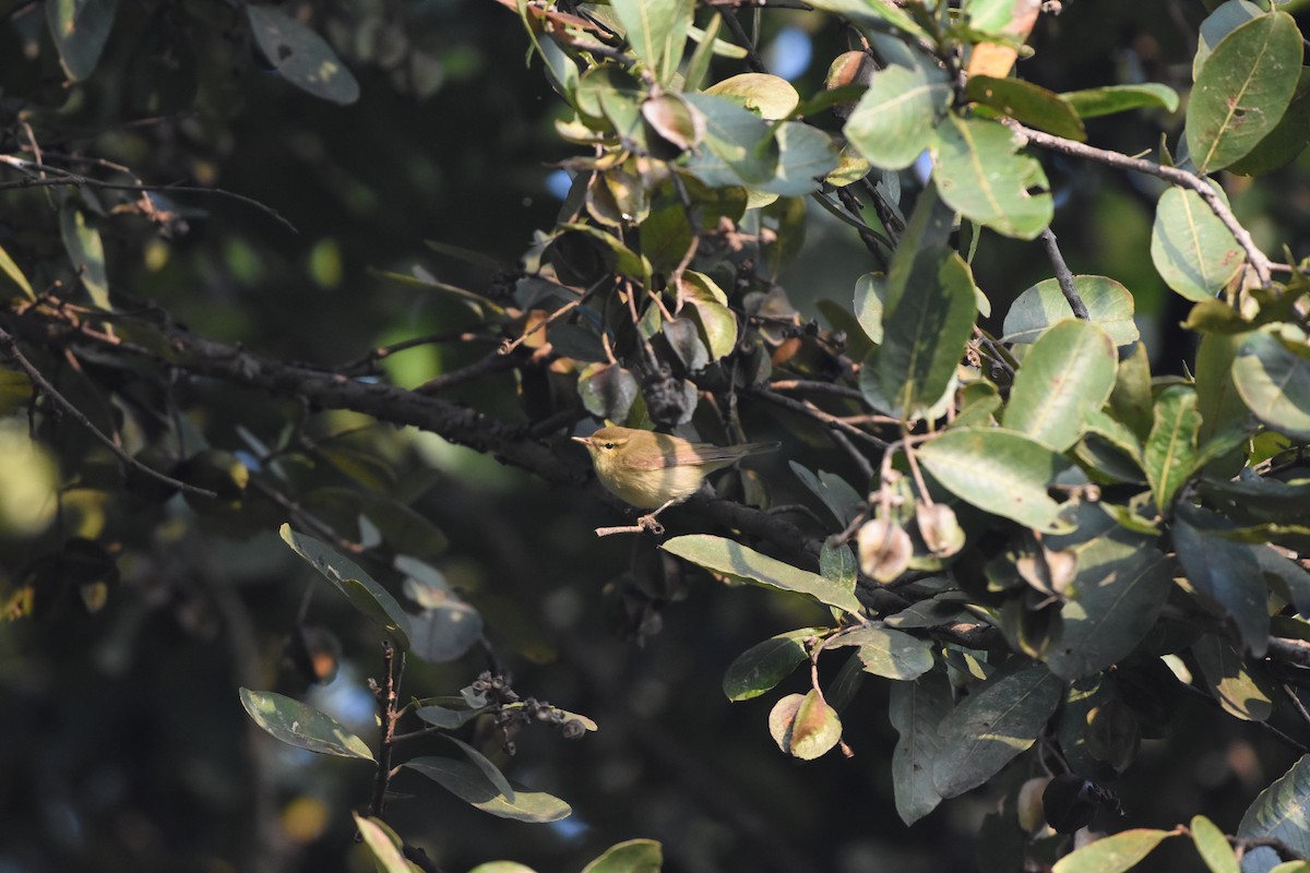 Зелёная пеночка - ML646577262