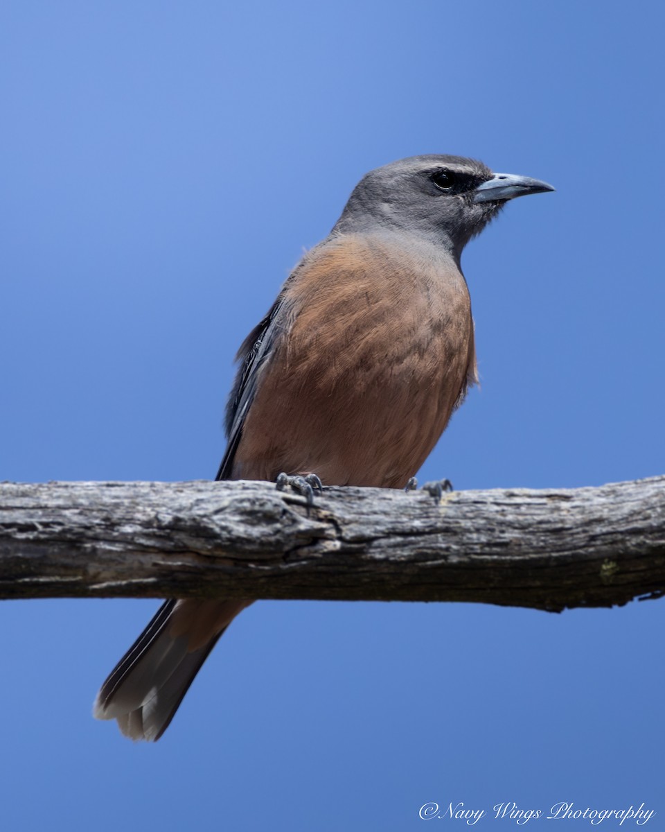 Белобровый артам - ML646577263
