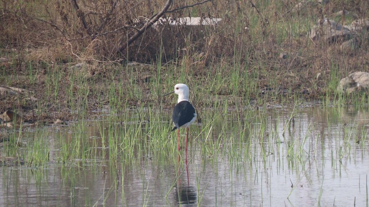 Zankaluze eurasiarra - ML646577265