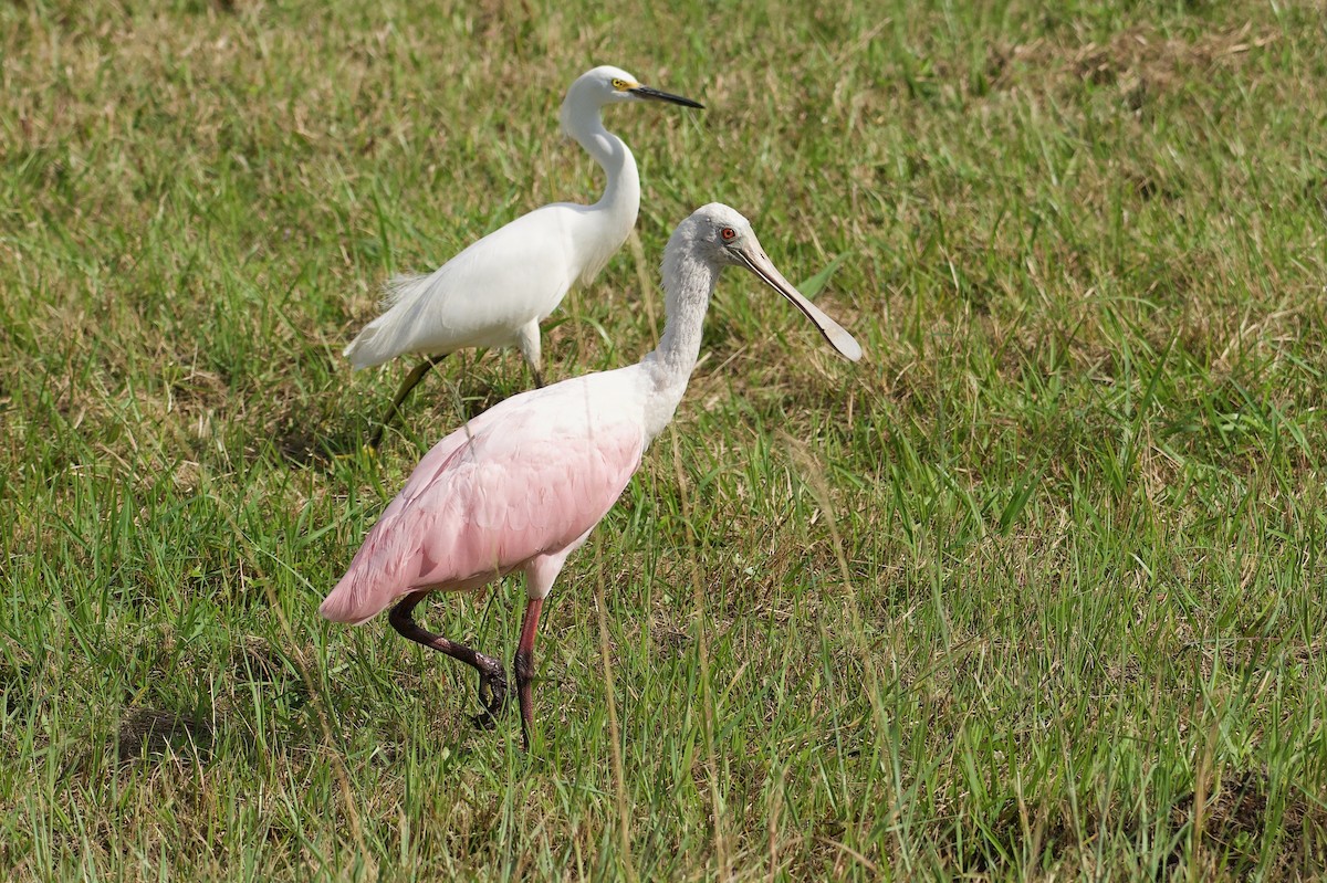 Розовая колпица - ML646577266