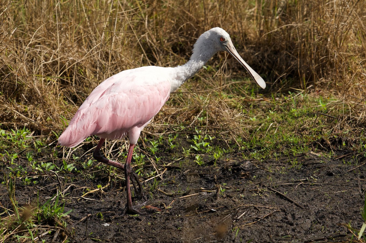 Розовая колпица - ML646577267