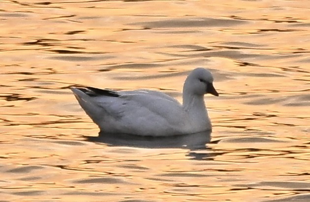 husa bělostná - ML646577268