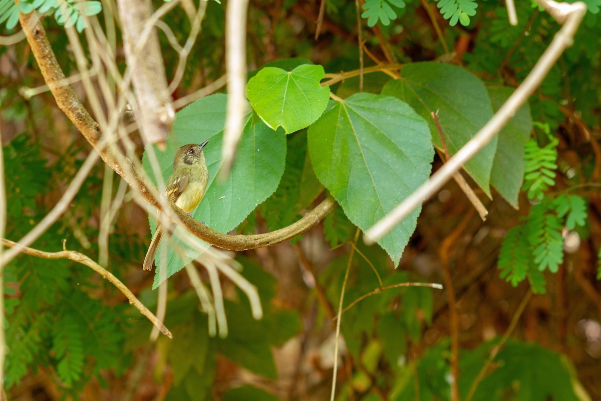 Буроголовый ореджеро - ML646577269